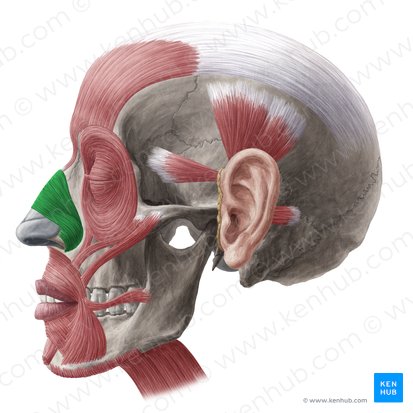 Músculo nasal (Musculus nasalis); Imagen: Yousun Koh