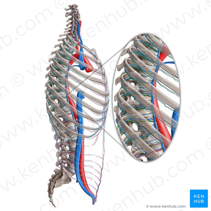 Artéria intercostal posterior (Arteria intercostalis posterior); Imagem: Paul Kim