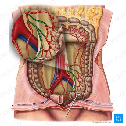 Sigmoid arteries (Arteriae sigmoideae); Image: Irina Münstermann