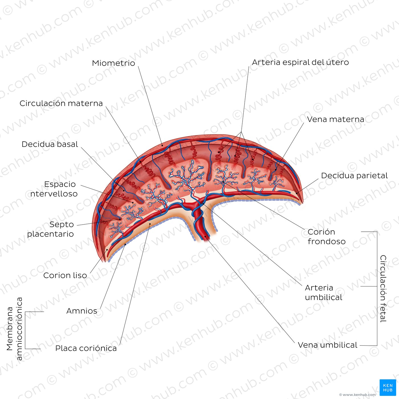 Placenta