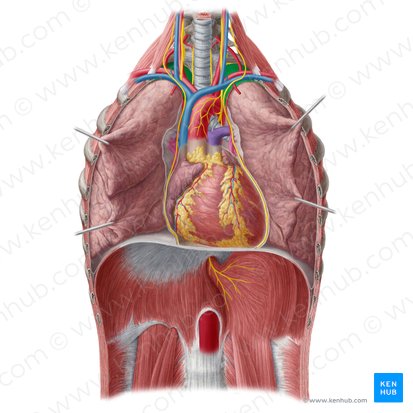 Pars cervicalis pleurae parietalis (Halsteil des Rippenfells); Bild: Yousun Koh