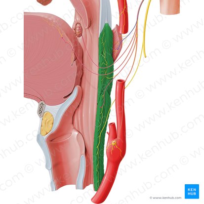 Músculo constrictor de la faringe (Musculus constrictor pharyngis); Imagen: Paul Kim