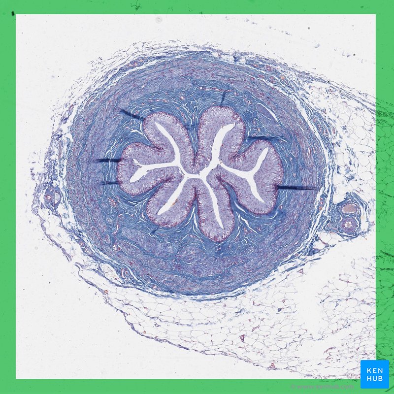 Ureter - corte histológico transversal 