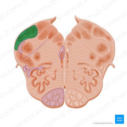 Pedúnculo cerebeloso inferior (Pedunculus cerebellaris inferior); Imagen: Paul Kim