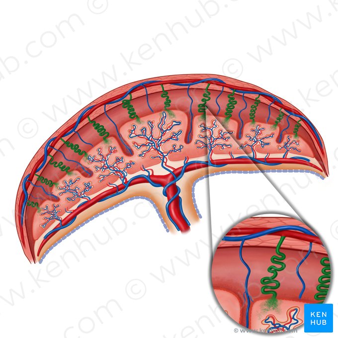 Artéria espiralada do útero (Arteria spiralis uteri); Imagem: Irina Münstermann