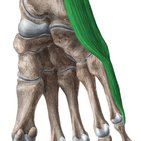 Musculus abductor digiti minimi pedis