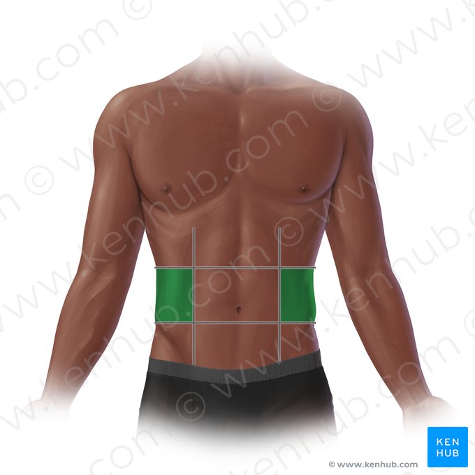 Região lateral do abdome (Regio lateralis abdominis); Imagem: Paul Kim