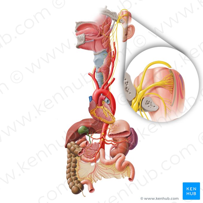 Núcleo ambíguo (Nucleus ambiguus); Imagem: Paul Kim