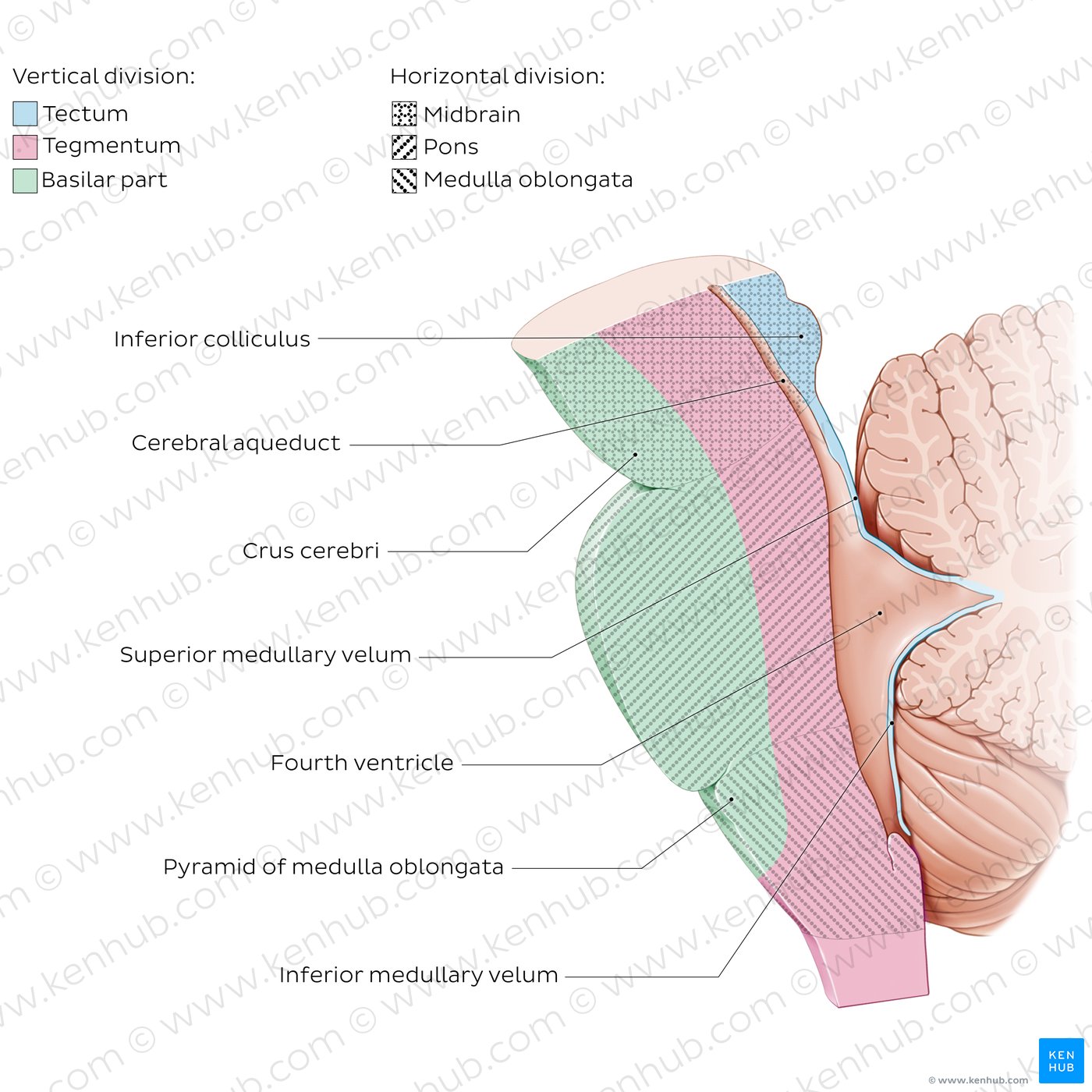 Brainstem tectum and tegmentum