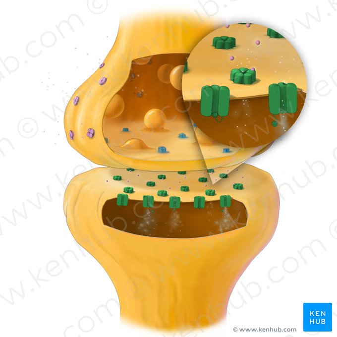 Neuroreceptor; Image: Tal Bavli Ziv
