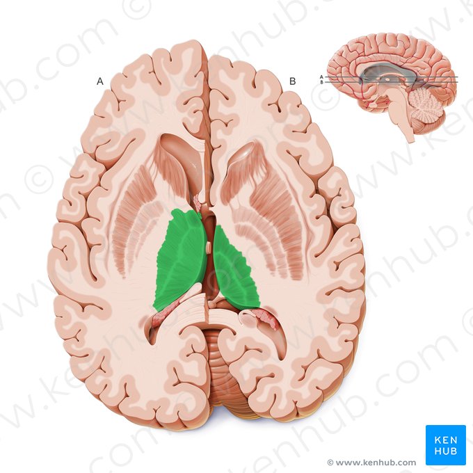 Thalamus; Image: Paul Kim