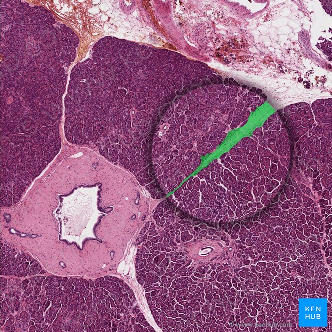 Tabique interlobulillar (Septum interlobularis); Imagen: 