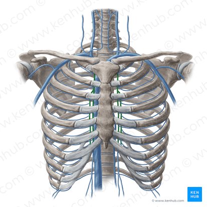 Internal thoracic vein (Vena thoracica interna); Image: Yousun Koh