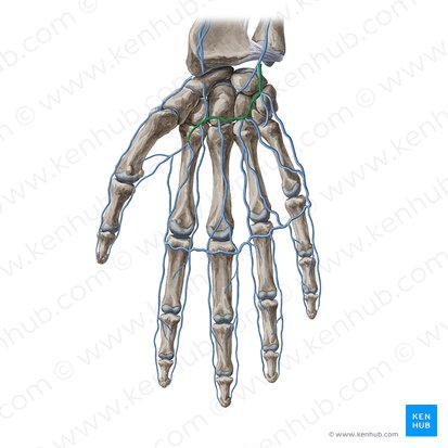 Deep venous palmar arch (Arcus venosus palmaris profundus); Image: Yousun Koh