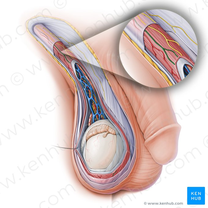 Cremasteric vein (Vena cremasterica); Image: Paul Kim