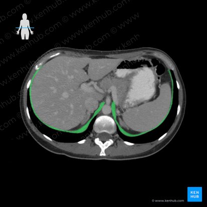 Diafragma (Diaphragma); Imagen: 