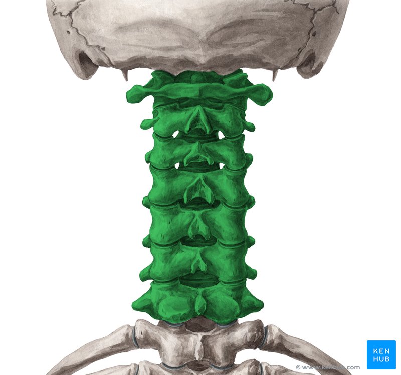 Vértebras cervicais (verde) - vista posterior
