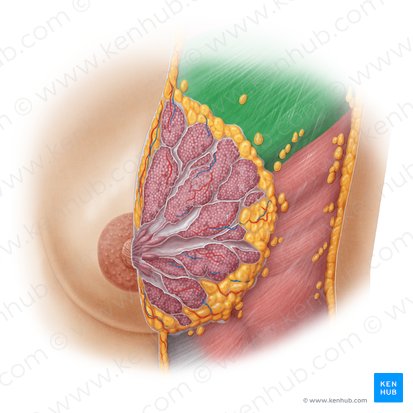 Músculo pectoral mayor (Musculus pectoralis major); Imagen: Samantha Zimmerman