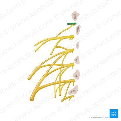 Subcostal nerve (Nervus subcostalis); Image: Begoña Rodriguez