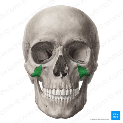 Proceso cigomático del maxilar (Processus zygomaticus maxillae); Imagen: Yousun Koh