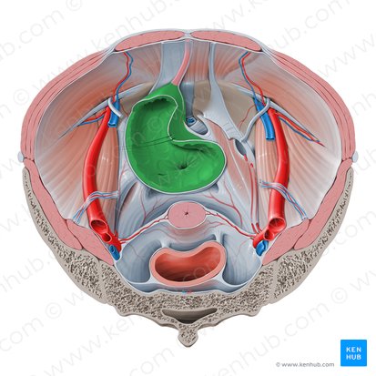 Vesica urinaria (Harnblase); Bild: Paul Kim