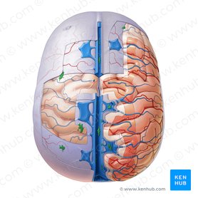 Cerebrospinal fluid flow: Anatomy and functions | Kenhub