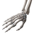 Anatomical snuff box