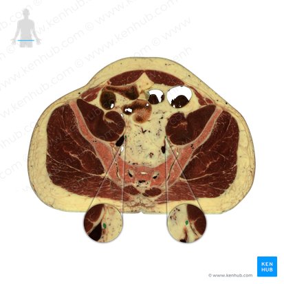 Ureter; Image: National Library of Medicine