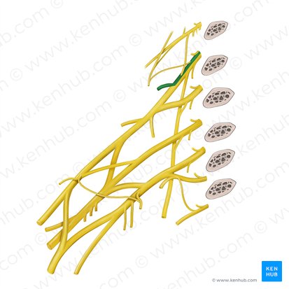 Nervio dorsal de la escápula (Nervus dorsalis scapulae); Imagen: Begoña Rodriguez