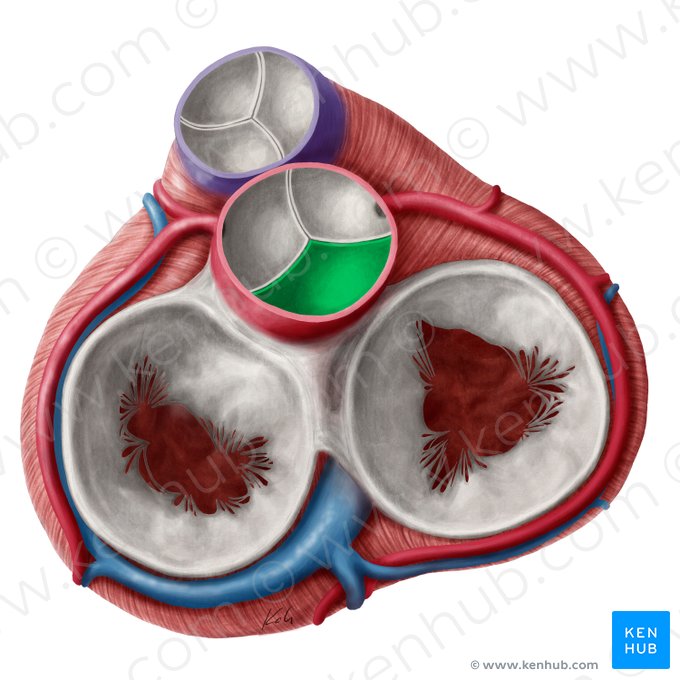 Válvula semilunar posterior de la valva aórtica (Valvula noncoronaria valvae aortae); Imagen: Yousun Koh