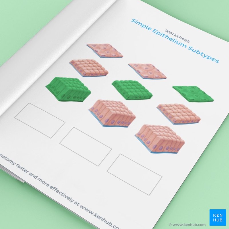 Epithelial tissue quizzes and free worksheets | Kenhub