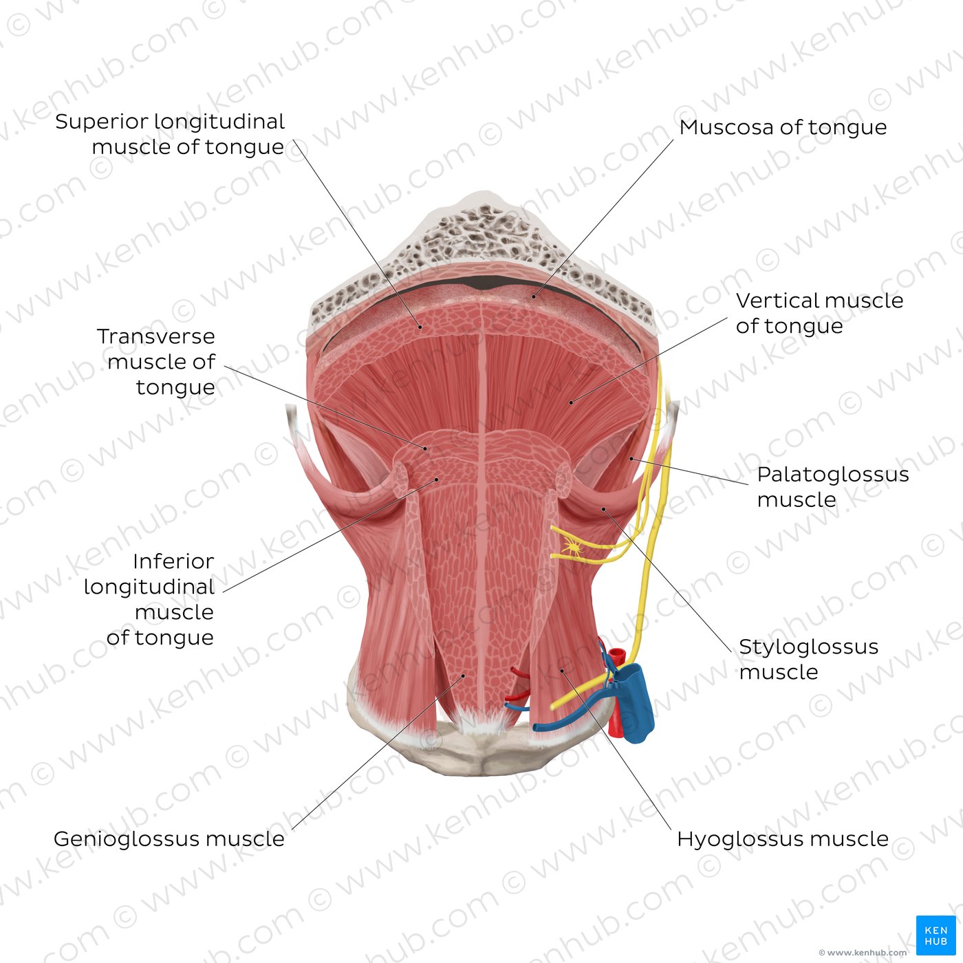 Tongue muscles (overview): coronal section