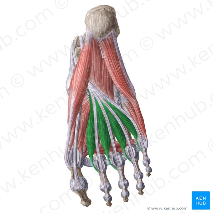 Músculos lumbricais do pé (Musculi lumbricales pedis); Imagem: Liene Znotina