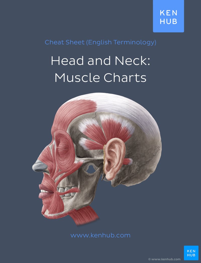 Head and neck: Muscle Charts