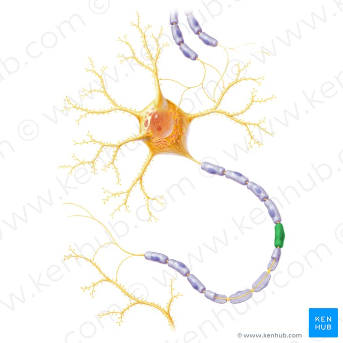 Schwann cell (Schwannocytus); Image: Paul Kim