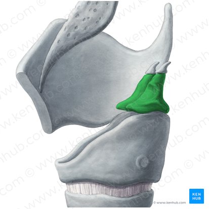 Cartilage aryténoïde (Cartilago arytenoidea); Image : Yousun Koh