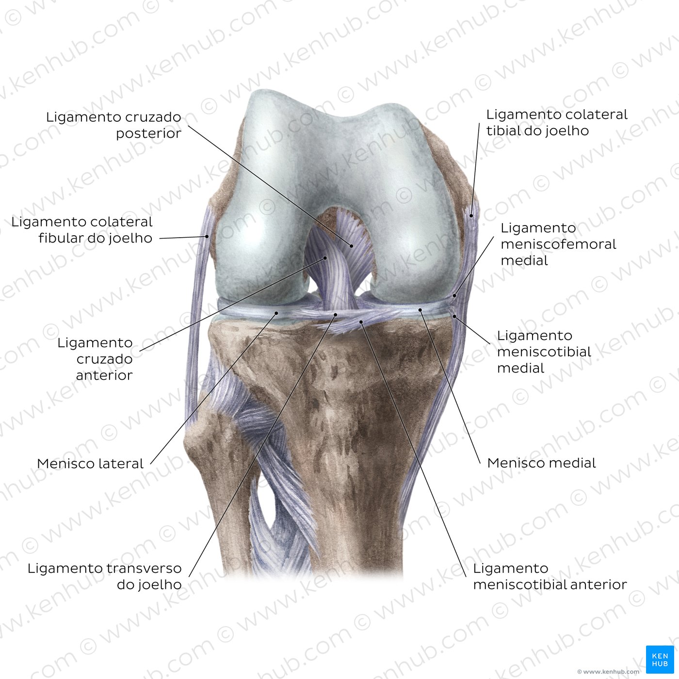 Knee joint: Intracapsular ligaments and menisci (anterior view)