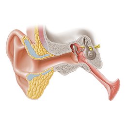 Oreille externe