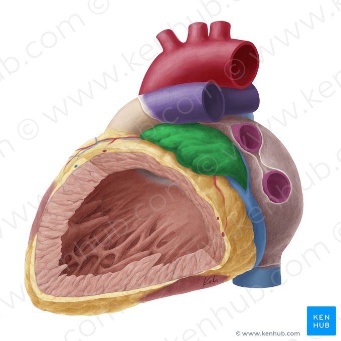 Apêndice atrial esquerdo (Auricula sinistra cordis); Imagem: Yousun Koh