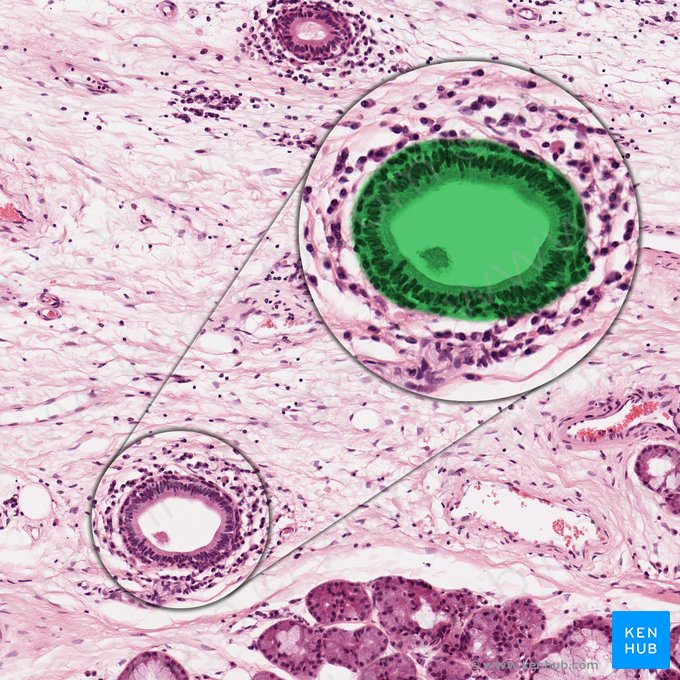 Conducto excretor (Ductus excretorius); Imagen: 