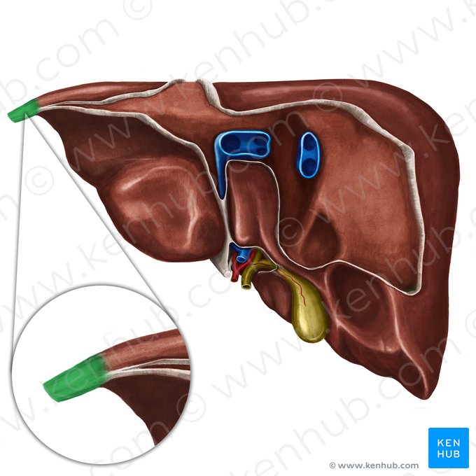 Appendice fibreux du foie (Appendix fibrosa hepatis); Image : Irina Münstermann