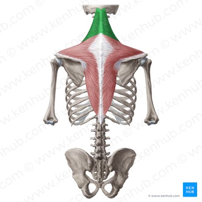 Partie descendante du muscle trapèze (Pars descendens musculi trapezii); Image : Yousun Koh
