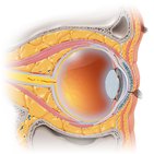 Eyelids and tunica conjunctiva