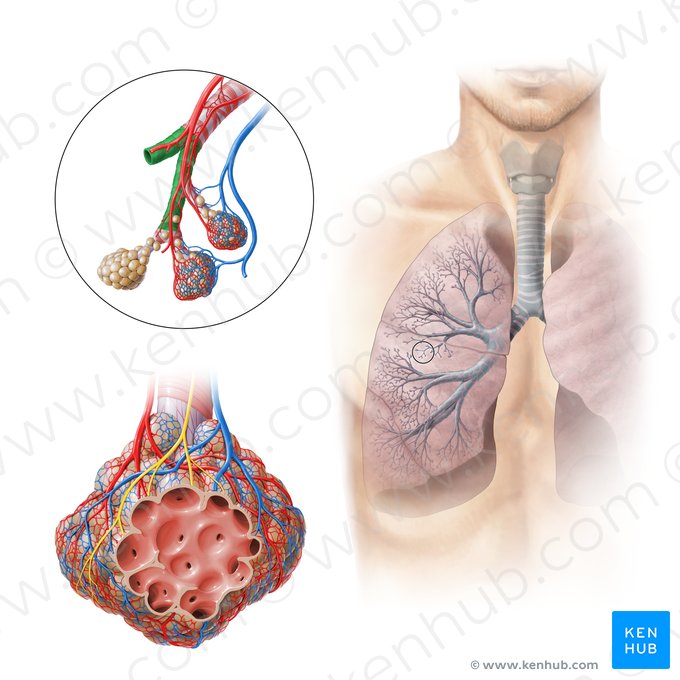 Bronquíolo terminal (Bronchiolus terminalis); Imagem: Paul Kim