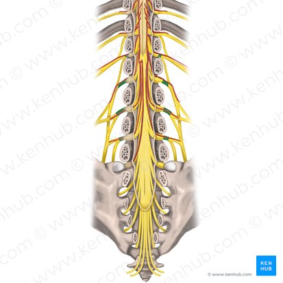 Nervios espinales L1 - L4 (Nervi spinales L1-L4); Imagen: Rebecca Betts