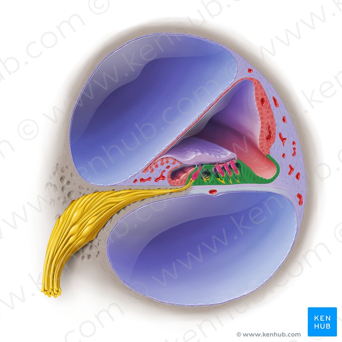 Supporting cells of cochlear duct (Epitheliocytus sustenans ducti cochlearis); Image: Paul Kim