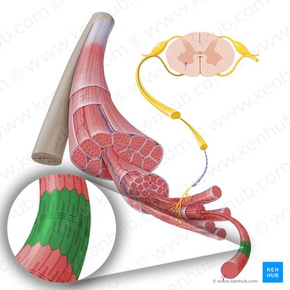 Sarcomere (Sarcomerum); Image: Paul Kim