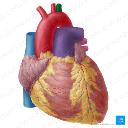 Left subclavian artery (Arteria subclavia sinistra); Image: Yousun Koh