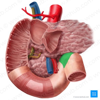 Duodenojejunal flexure (Flexura duodenojejunalis); Image: Begoña Rodriguez