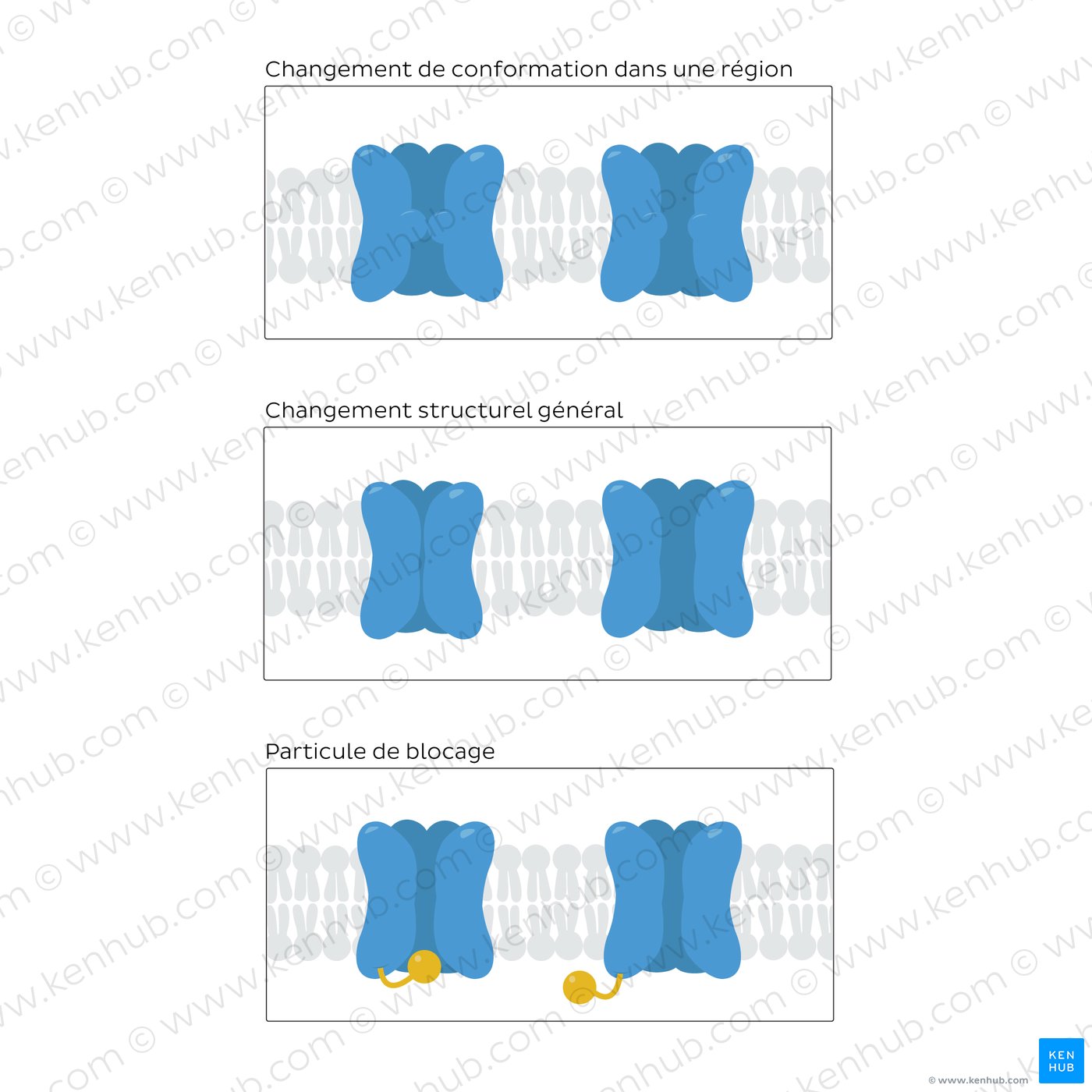 The three models for ion channel gating